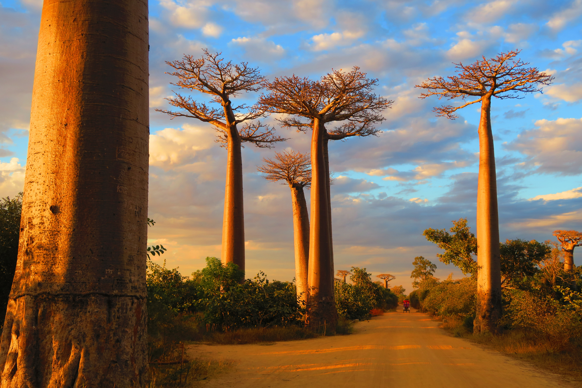 baobab trees line the road in madagascar